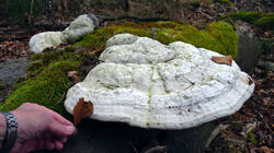 Fomes_fomentarius_AWP_20250204.thumb.JPG.19032945961bba8d73eec71820c1326b.JPG