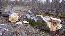 Fomes_fomentarius_AWP_20250207_.thumb.JPG.b20766412bbb14ab5e707878e8211f08.JPG