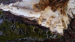 Fomes_fomentarius_AWP_20250207_1.thumb.JPG.24ac5bad4b3a5b40e0bea4a751c569f3.JPG