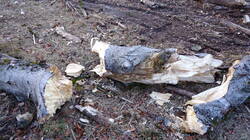 Fomes_fomentarius_AWP_20250207_2.thumb.JPG.ba7f2cc6d3ead6a60f85fd84affdd2bd.JPG