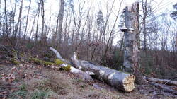 Fomes_fomentarius_AWP_20250207_3.thumb.JPG.c3097c6c92ef2bb4f44135be8089ddec.JPG