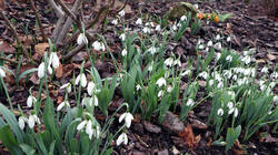 Galanthus_elwesii.thumb.JPG.00b337060c4f213f4bcc4f321b487132.JPG