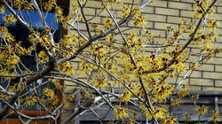 Hamamelis_mollis.thumb.JPG.6a09f451c5e876095a8405a5f7e8edd8.JPG