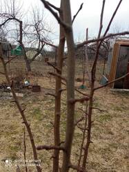 IMG_20250208_103548.thumb.jpg.c46084758158372ee547d318da8e4548.jpg