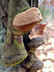 Phellinus_robustus_AWP_20250204.thumb.JPG.d8fe50044614069506c0ac4d03915f3c.JPG