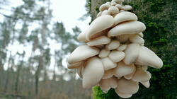 Pleurotus_pulmonarius_AWP_20241224.thumb.JPG.24932a9e0b7999655ffc8c61e01448a7.JPG