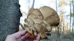 Pleurotus_pulmonarius_AWP_20250202.thumb.JPG.4010fc0007b55b62efa2068e9f849aa0.JPG