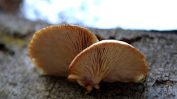 Pleurotus_pulmonarius_AWP_20250202_.thumb.JPG.740bf3434845fbfe030ca1bdeaad393a.JPG