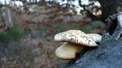 Pleurotus_pulmonarius_AWP_20250202_1.thumb.JPG.85e25299f80060c6c9a46ed59926a832.JPG