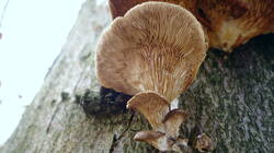 Pleurotus_pulmonarius_AWP_20250207.thumb.JPG.676dac37203e4bd3298b5a23389a05f5.JPG