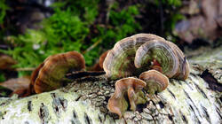 Trametes_versicolor_1.thumb.JPG.a885a50ff933f7942659387882fb92ef.JPG