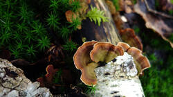 Trametes_versicolor_2.thumb.JPG.cacba24cfa25d6d1c237b875b8f1057d.JPG