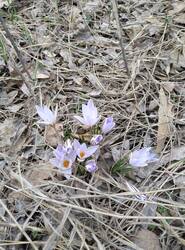 IMG_20250316_141608.thumb.jpg.d0478c0dee2bb1d0bc1ac1b5a3879a47.jpg