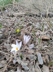 IMG_20250316_142128.thumb.jpg.4d9919f7cb21b2eb1153b73a9873c50f.jpg