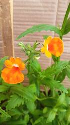 IMG_20250323_132651.jpg