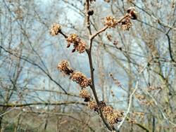 IMG_20250323_153244_118.thumb.jpg.7befa1a596c07af67f174b36d3be7098.jpg