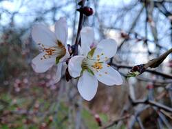 IMG_20250323_170012_564.thumb.jpg.5a9c746a0ae112c11df291112564a02f.jpg