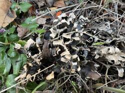 Peltigera-3_-_Copy.JPG