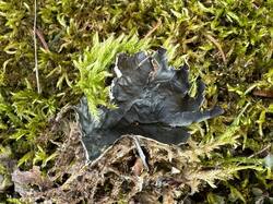 Peltigera-4_-_Copy.JPG