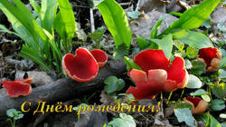 Sarcoscypha_austriaca_2_AWP_20210319.thumb.JPG.863e8742eab0c3fd95b71061bcf4d374.JPG