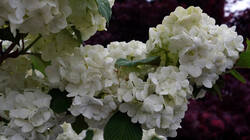 111595022_Viburnum_plicatum___AWP_20250421.thumb.JPG.daa1d39bc0ae2e4cbc3180260fb3f681.JPG