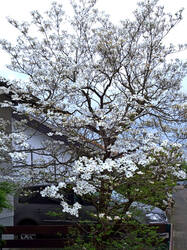 1476511173_Cornus_florida____2025_04_18.thumb.JPG.041bdeec822cc1598dd6b0cafbec8229.JPG
