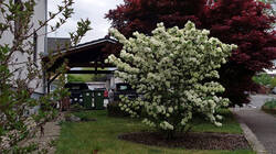 404985522_Viburnum_plicatum____2025_0418.thumb.JPG.9db2d692782e1ae12a61b040b98d5320.JPG