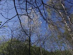 47399659_04-25.thumb.jpg.5d45d4e8b9dde0f3a3e94e20437a53d5.jpg