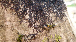 DSC06695.thumb.JPG.73bd8d368f7ccc6180b78124567fa0fa.JPG