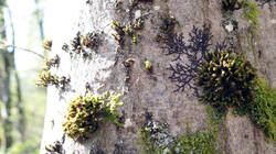 DSC06696.thumb.JPG.66203f55b0fdfdbbcd4a8f7f0c0e30a2.JPG