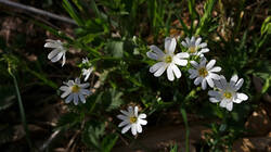 DSC06711.thumb.JPG.2cb7d98da39d64eb5efb6f2e3e88b78c.JPG