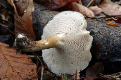 DSC06840.thumb.JPG.a21b36c99351371d49ad864978df5e38.JPG