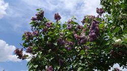 DSC07031.thumb.JPG.e7fa8073cb0ce1acdd0b03b2d3bcd3db.JPG
