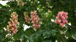 DSC07036.thumb.JPG.786ae94d30b4c23ea7a66a5a434d031b.JPG