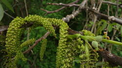 DSC07051.thumb.JPG.9971a8c59725c9cea555918281629ef7.JPG