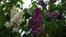 DSC07066.thumb.JPG.e1087cb6c8ea7b005698a1c0f6110000.JPG