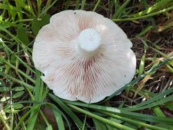 DSCF0369.thumb.JPG.b10dc55456ca3019f6683eed474cb8a6.JPG
