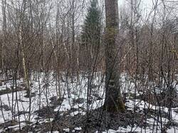 IMG20250413100411.thumb.jpg.89fc36c1d4d3f6b76d79ba2d058420a9.jpg