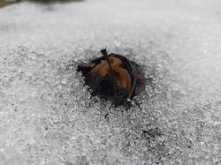 IMG20250413101229.thumb.jpg.5caa581f73a2ab9ead70e99d3f97d340.jpg