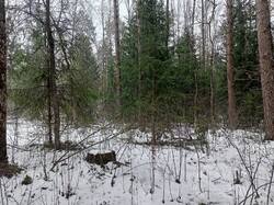 IMG20250413102335.thumb.jpg.d140bc37c0c58efe2144b7d1e56390ee.jpg
