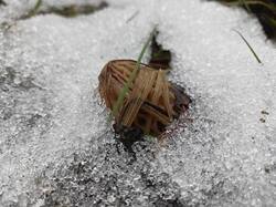 IMG20250413105119.thumb.jpg.bf0ef7db36de50f149ed9a2ba31f791e.jpg