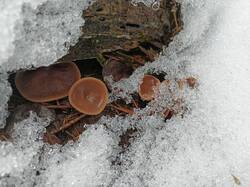 IMG20250413105919.thumb.jpg.c2ce315a6e650768480ae9b00e4ed14d.jpg