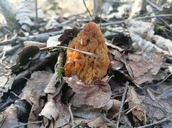 IMG20250418164928.thumb.jpg.c9c592789149c3b417d595e49f6d107e.jpg