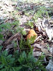 IMG_20250416_152302.thumb.jpg.83c8b77792fcc72ad5b5c1f5bc4f539c.jpg
