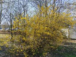 IMG_20250421_135040.thumb.jpg.47cbc681dad5c0d77e1b577046ef0782.jpg