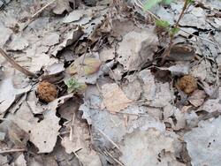 IMG_20250423_174652_394.thumb.jpg.a03f90bb12e02fc248718a69ea66b7ef.jpg