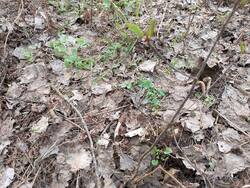 IMG_20250423_175611_967.thumb.jpg.0c9eb69794a537b27b8351b81da81afe.jpg