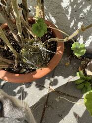 IMG_3089.jpeg