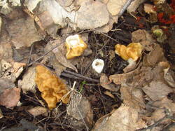 IMG_3623.thumb.JPG.9e8c1994e4e51eab44e2f2f82cd5a72d.JPG