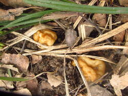 IMG_3626.thumb.JPG.053ad1bb2dcc233efe8dd61da75c380c.JPG